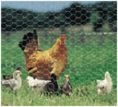Chicken Mesh